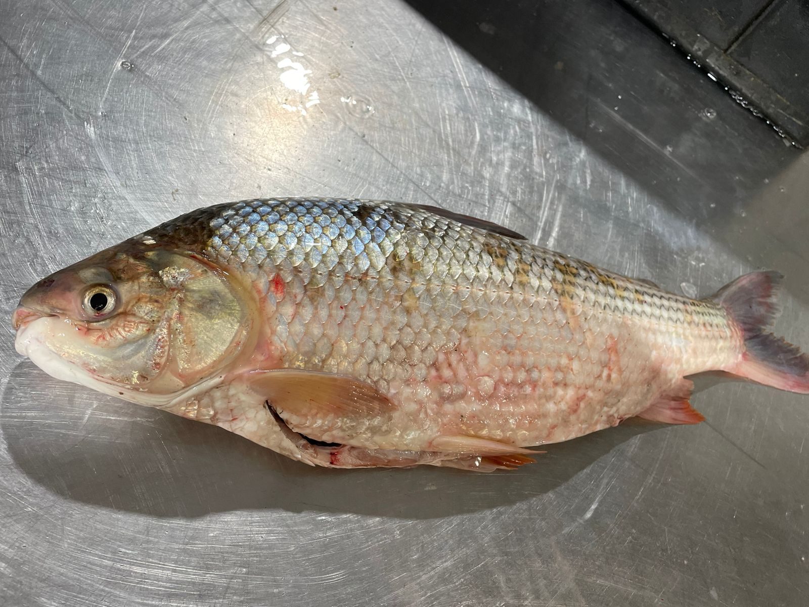 Sábalo (Prochilodus platensis) exportado por IRIECO